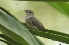 Ashy Flycatcher by Mick Dryden