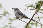 Grey Tit-Flycatcher by Mick Dryden