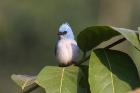 African Blue Flycatcher by Mick Dryden