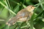 Red-faced Cisticola by Mick Dryden