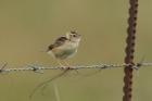 Cloud Cisticola by Mick Dryden