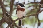 Chin-spot Batis by Mick Dryden Chin-spot Batis by Mick Dryden