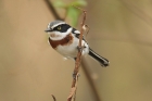 Chin-spot Batis by Mick Dryden Chin-spot Batis by Mick Dryden