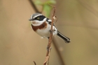 Chin-spot Batis by Mick Dryden