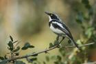 Chin-spot Batis by Mick Dtryden Chin-spot Batis by Mick Dtryden
