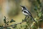 Chin-spot Batis by Mick Dtryden