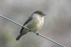 Dusky Flycatcher by Mick Dryden