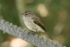 Dusky Flycatcher by Mick Dryden