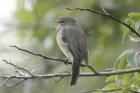 Dusky Flycatcher by Mick Dryden Dusky Flycatcher by Mick Dryden