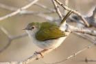 Green-backed Cameroptera by Mick Dryden