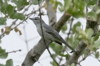 Grey tit Flycatcher by Mick Dryden