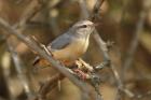 Long-billed Crombec by Mick Dryden