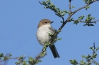 Marico Flycatcher by Mick Dryden