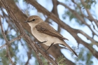 Marico Flycatcher by Mick Dryden