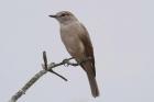 Pale Flycatcher by Mick Dryden Pale Flycatcher by Mick Dryden