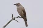 Pale Flycatcher by Mick Dryden