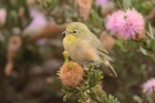 Orange River White Eye by Mick Dryden