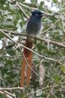 Paradise Flycatcher by Mick Dryden