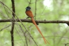 Paradise Flycatcher by Mick Dryden