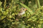 Rattling Cisticola by Mick Dryden