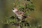 Rattling Cisticola by Mick Dryden