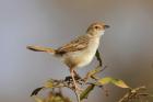 Rattling Cisticola by Mick Dryden