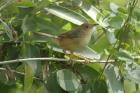 Red-faced Cisticola by Mick Dryden