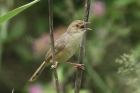 Red faced Cisticola by Mick Dryden