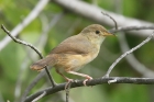 Red faced Cisticola by Mick Dryden