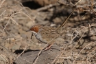 Rufous eared Warbler by Mick Dryden