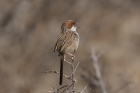 Rufous eared Warbler by Mick Dryden