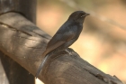 Southern Black Flycatcher by Mick Dryden Southern Black Flycatcher by Mick Dryden