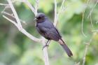 Southern Black Flycatcher by Mick Dryden