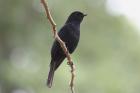 Southern Black Flycatcher by Mick Dryden