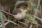 Tawny-flanked Prinia by Mick Dryden
