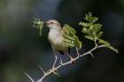 Tawny-flanked Prinia by Mick Dryden