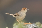 Wailing Cisticola by Mick Dryden Wailing Cisticola by Mick Dryden