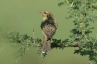 Willow Warbler by Mick Dryden Willow Warbler by Mick Dryden