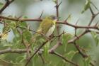 Yellow-breasted Apalis by Mick Dryden