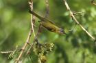 Yellow-chested Apalis by Mick Dryden