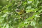 Yellow-breasted Apalis by Mick Dryden