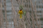 Brown throated Weaver by Mick Dryden Brown throated Weaver by Mick Dryden