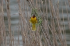 Brown throated Weaver by Mick Dryden