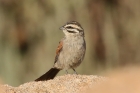 Cape Bunting by Mick Dryden