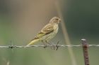 Cape Canary by Mick Dryden