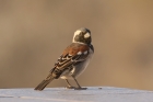 Cape Sparrow by Mick Dryden