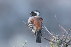 Cape Sparrow by Mick Dryden