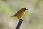 Cape Weaver by Mick Dryden