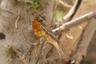 Chestnut Weaver by Mick Dryden