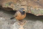 Cinnamon breasted Bunting by Mick Dryden